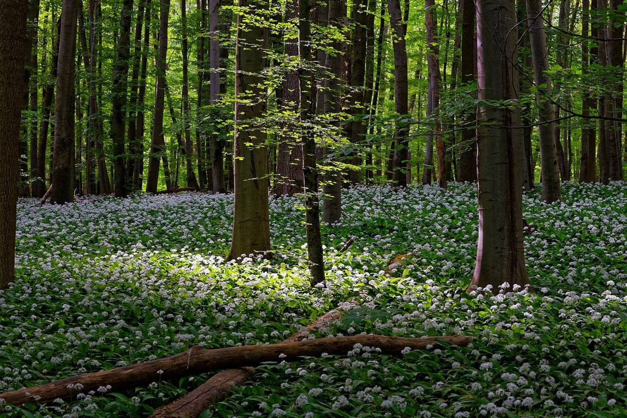 Bärlauchpesto selber machen - Das beste Bärlauch Pesto Ein Meer aus Bärlauch in einem Wald mit angenehmer Sonneneinstrahlung. Aus diesem wilden Knoblauch lässt sich ein wunderbares Bärlauchpesto zaubern.
